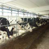 Трёхслойные сэндвич-панели Agrarium®